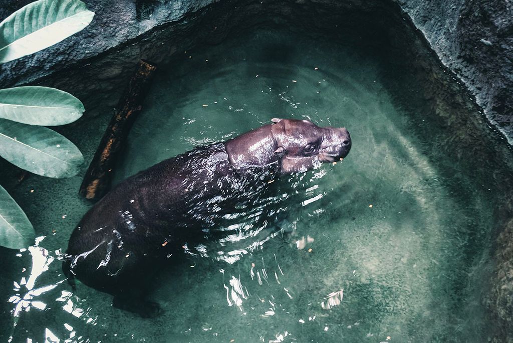 The Coolest Animals to Check Out at the Calgary Zoo